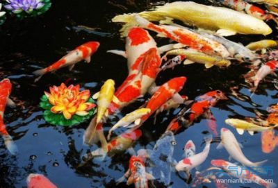 屬龍養(yǎng)什么魚(yú)最合適：屬龍的人最適合養(yǎng)什么樣的魚(yú)？