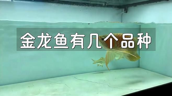 有哪些金龍魚品種？