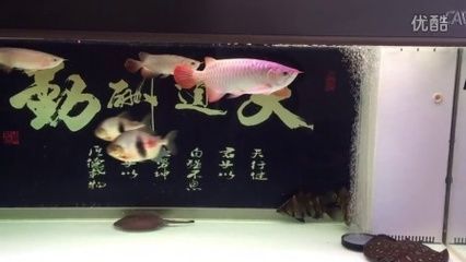 和紅龍魚混養的高端魚叫什么魚：和紅龍魚混養的高端魚種有哪些？
