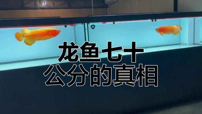 龍魚適合什么缸
