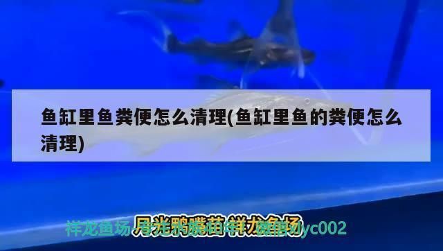 金龍魚缸怎么樣清潔魚糞便