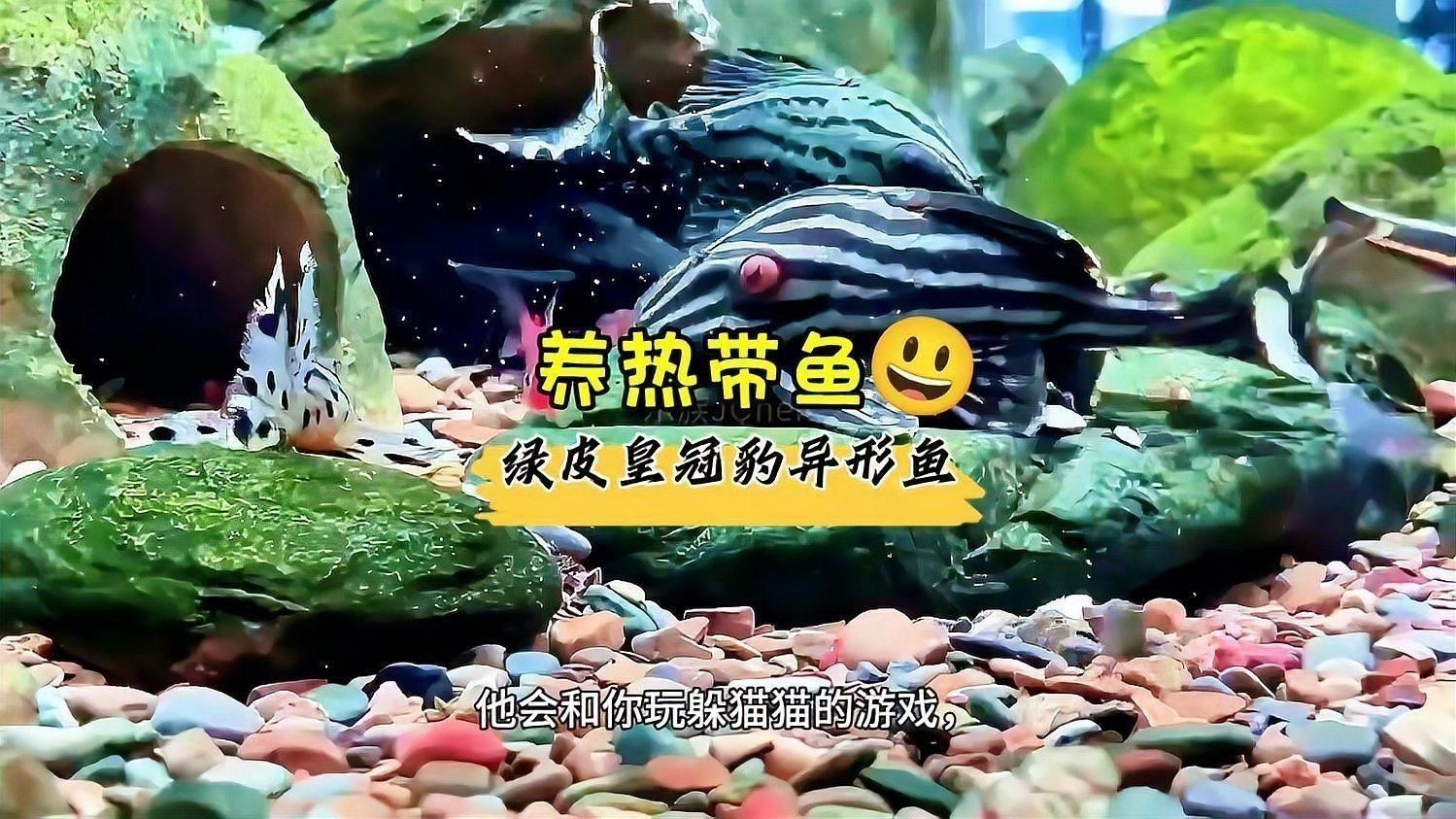 綠皮皇冠豹 龍魚百科 第3張 綠皮皇冠豹 綠皮皇冠豹 龍魚百科 第3張