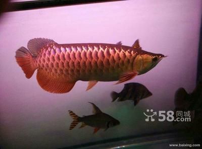 金龍魚打包：金龍魚打包發貨是一個涉及到品牌包裝、生產制造、快速物流和市場銷售的綜合性過程