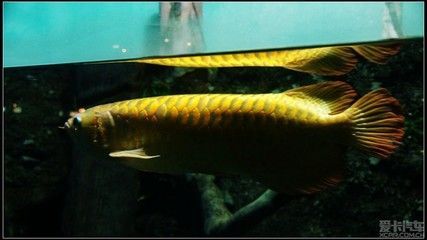 金龍魚的介紹資料：一條1.5公斤的金龍魚可以賣到18萬元，比黃金還貴