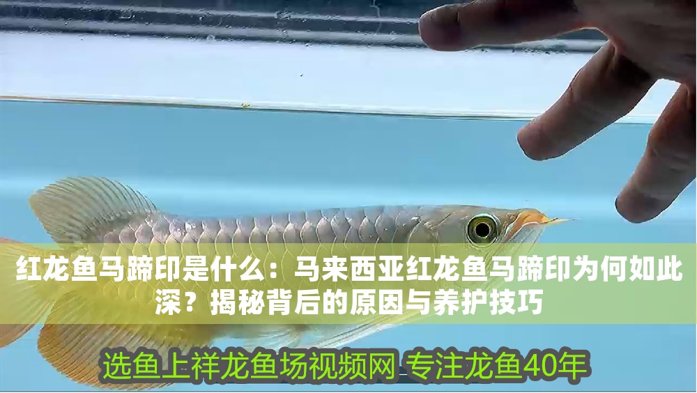 紅龍魚馬蹄印是什么：馬來西亞紅龍魚馬蹄印為何如此深？揭秘背后的原因與養護技巧