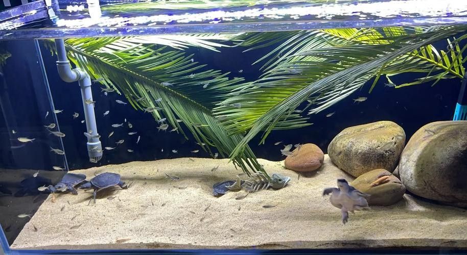 龍魚可以和豬鼻龜混養(yǎng)嗎圖片視頻