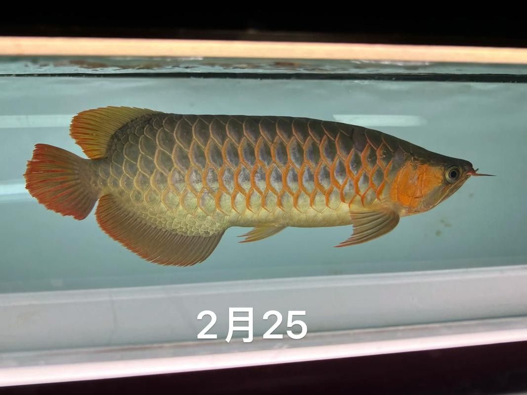 龍魚可以和豬鼻龜混養(yǎng)嗎圖片視頻