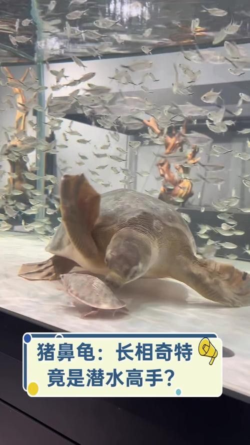 龍魚可以和豬鼻龜混養(yǎng)嗎圖片視頻
