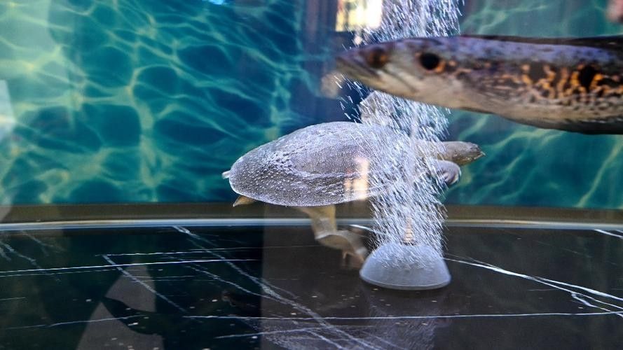 龍魚可以和豬鼻龜混養(yǎng)嗎圖片視頻