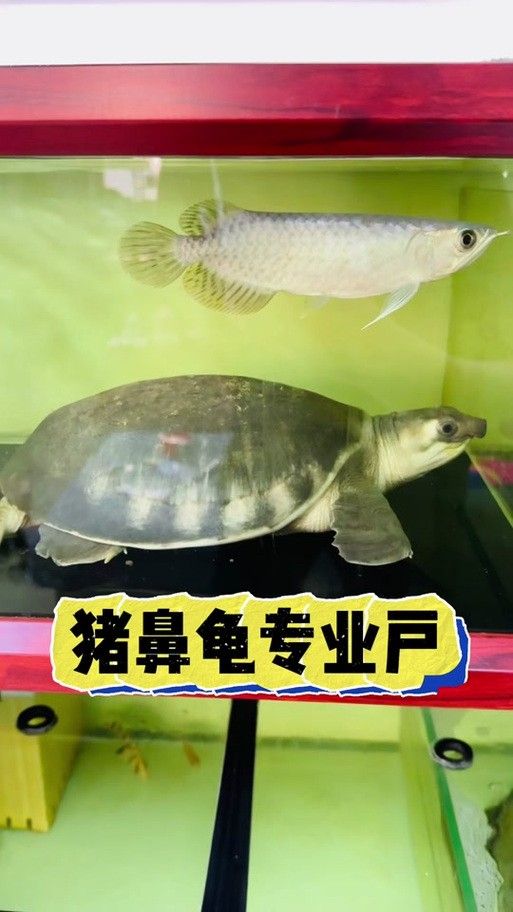 龍魚可以和豬鼻龜混養(yǎng)嗎圖片視頻