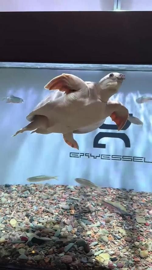 龍魚可以和豬鼻龜混養(yǎng)嗎圖片視頻