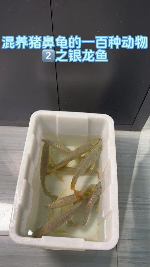 龍魚可以和豬鼻龜混養(yǎng)嗎圖片視頻