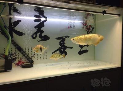 龍魚和什么魚搭配顯得高檔：龍魚與什么魚搭配顯得高檔