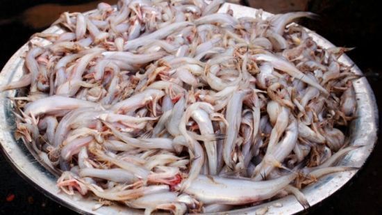 白龍魚長什么樣：白龍魚與銀龍魚的區(qū)別，白金龍魚是什么樣子的白金龍魚