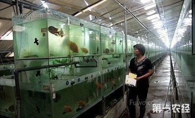 白龍魚長什么樣：白龍魚與銀龍魚的區(qū)別，白金龍魚是什么樣子的白金龍魚