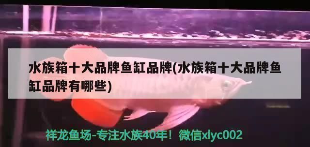 龍魚水族箱：龍魚水族箱設計要點