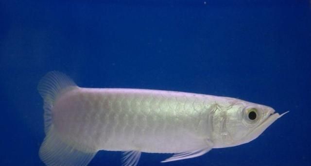 龍魚水族箱：龍魚水族箱設計要點