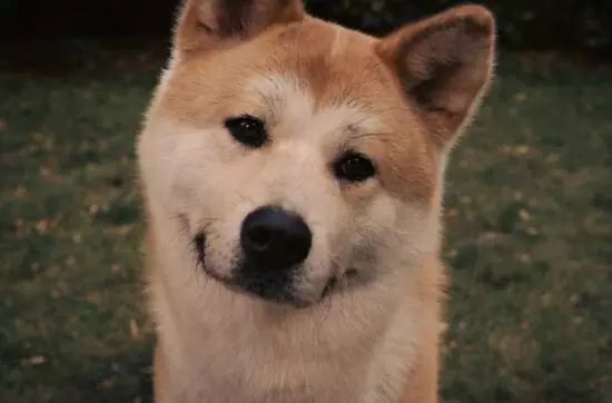 龍貓和貓哪個更親人？