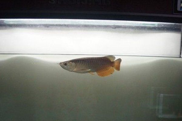 過背點金龍魚屬于什么檔次