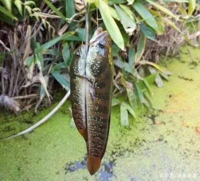雷龍魚跟七星魚有什么區別嗎：雷龍魚和七星魚的區別