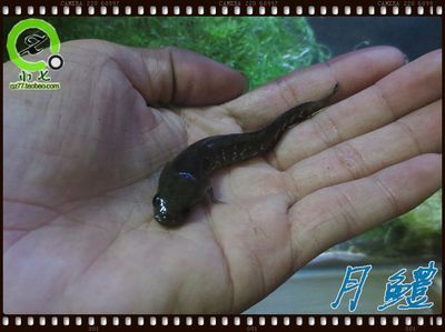 雷龍魚跟七星魚有什么區別嗎：雷龍魚和七星魚的區別