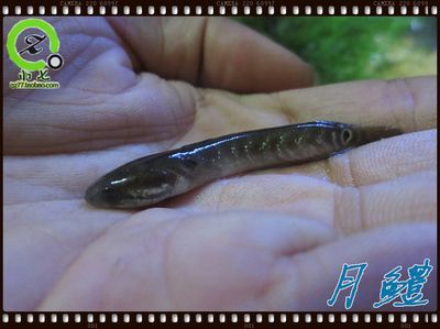 雷龍魚跟七星魚有什么區別嗎：雷龍魚和七星魚的區別