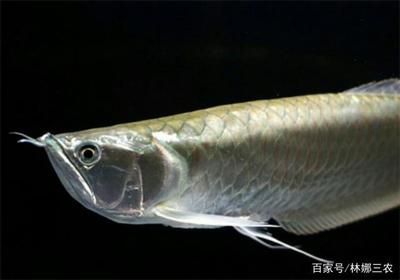 銀龍魚兩只眼睛突然都白了怎么回事(銀龍魚眼睛突然變白可能是由多種原因引起的,以下是常見的原因) 龍魚百科 第3張 銀龍魚兩只眼睛突然都白了怎么回事(銀龍魚眼睛突然變白可能是由多種原因引起的,以下是常見的原因) 銀龍魚兩只眼睛突然都白了怎么回事(銀龍魚眼睛突然變白可能是由多種原因引起的,以下是常見的原因) 龍魚百科 第3張