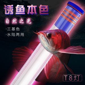紅龍魚燈光布置技巧分享：紅龍魚燈光布置技巧