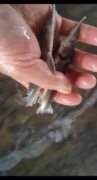 中華鱘龍魚的圖片我就不信了 龍魚百科 第11張 中華鱘龍魚的圖片我就不信了 中華鱘龍魚的圖片我就不信了 龍魚百科 第11張