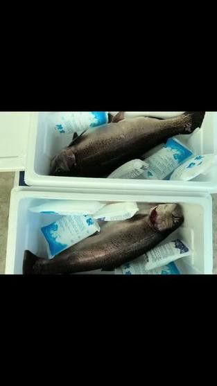 中華鱘龍魚的圖片我就不信了 龍魚百科 第17張 中華鱘龍魚的圖片我就不信了 中華鱘龍魚的圖片我就不信了 龍魚百科 第17張