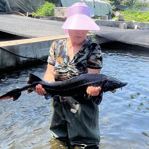 中華鱘龍魚的圖片我就不信了 龍魚百科 第23張 中華鱘龍魚的圖片我就不信了 中華鱘龍魚的圖片我就不信了 龍魚百科 第23張