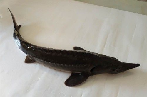 中華鱘龍魚的圖片我就不信了 中華鱘龍魚的圖片我就不信了 龍魚百科 第26張