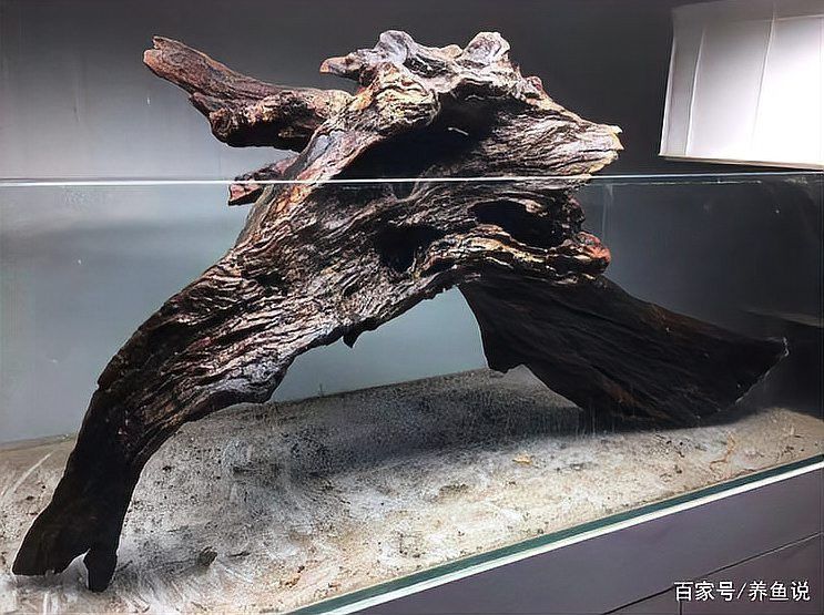 如何為龍魚選擇合適的沉木？