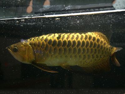 金龍魚養(yǎng)殖廠魚苗批發(fā)價格表(金龍魚養(yǎng)殖廠魚苗的批發(fā)價格表) 龍魚百科 第5張 金龍魚養(yǎng)殖廠魚苗批發(fā)價格表(金龍魚養(yǎng)殖廠魚苗的批發(fā)價格表) 金龍魚養(yǎng)殖廠魚苗批發(fā)價格表(金龍魚養(yǎng)殖廠魚苗的批發(fā)價格表) 龍魚百科 第5張