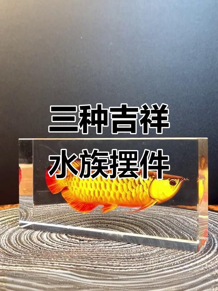 紅龍和金龍哪個更有靈性？