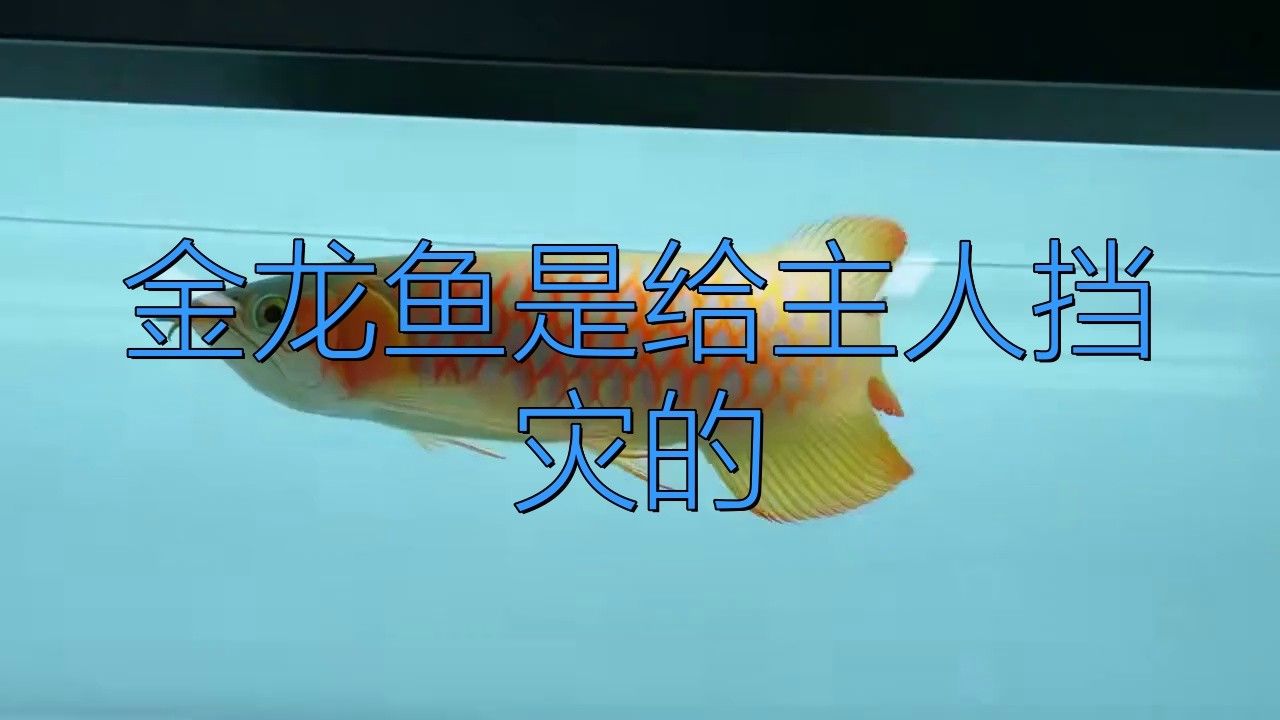 紅龍和金龍哪個更有靈性？