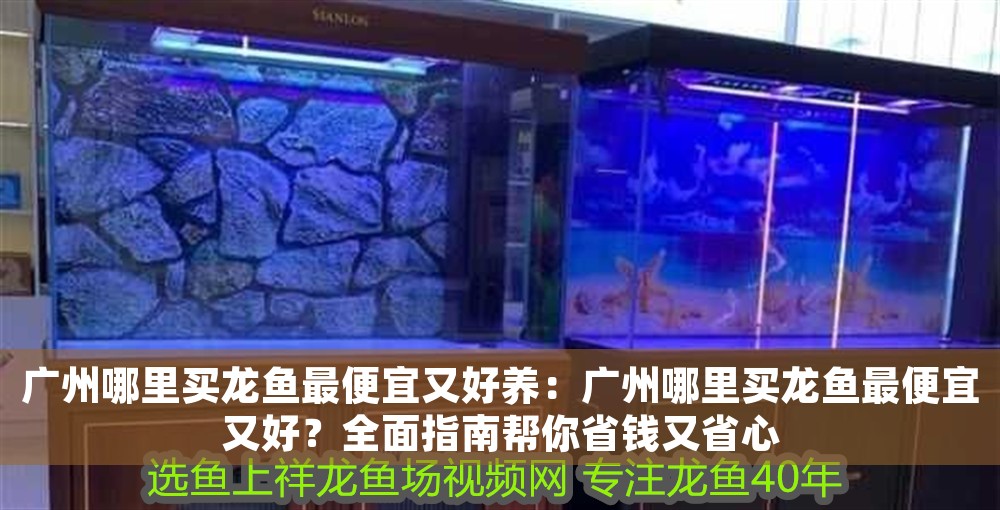 廣州哪里買龍魚最便宜又好養(yǎng)：廣州哪里買龍魚最便宜又好？全面指南幫你省錢又省心 廣州哪里買龍魚最便宜又好養(yǎng)：廣州哪里買龍魚最便宜又好？全面指南幫你省錢又省心 龍魚百科 第1張