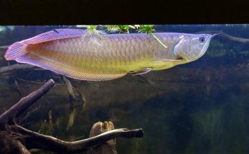 七彩和龍魚一起養嗎怎么養好看：七彩雷龍魚和龍魚可以一起養嗎