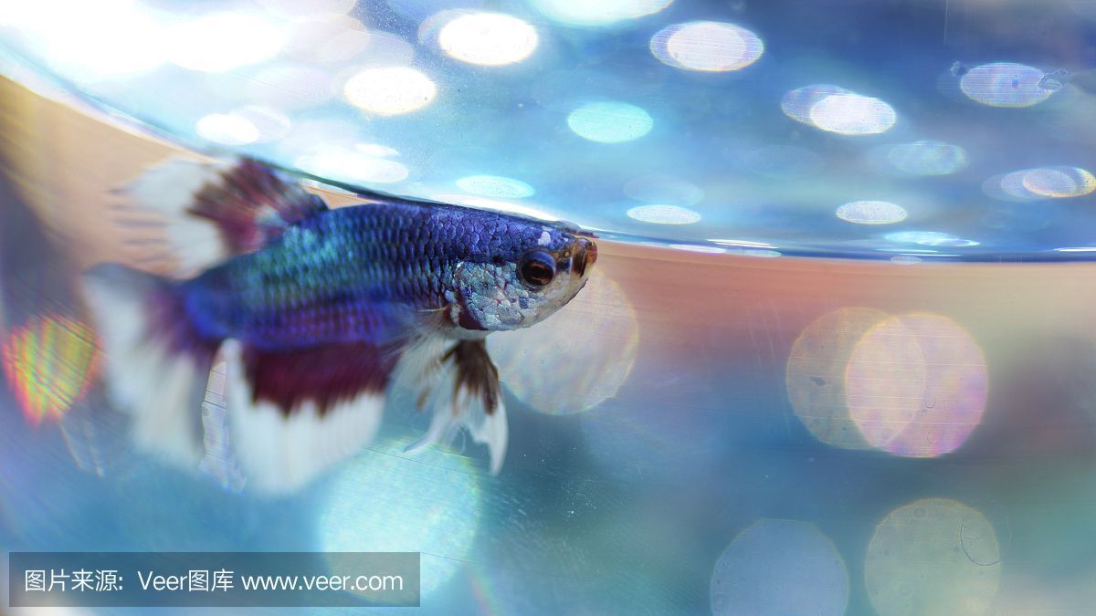 七彩和龍魚一起養嗎怎么養好看：七彩雷龍魚和龍魚可以一起養嗎