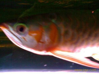 七彩和龍魚一起養嗎怎么養好看：七彩雷龍魚和龍魚可以一起養嗎