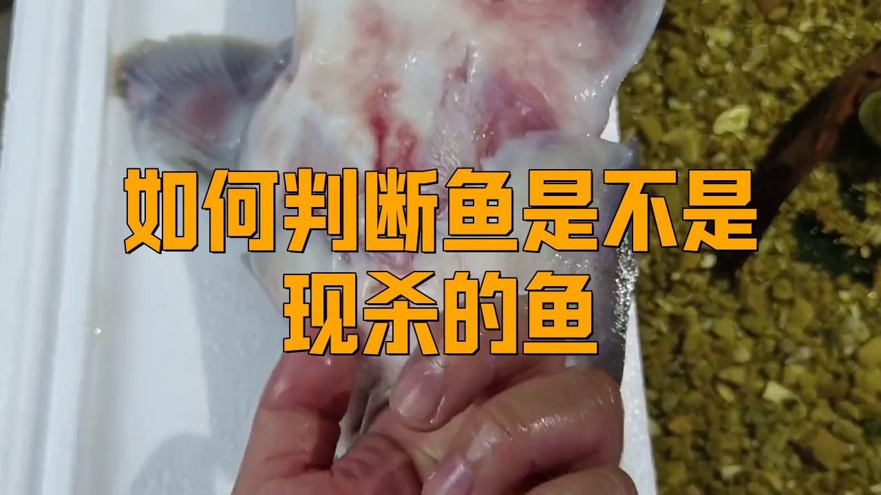 如何鑒別龍魚的新鮮度？