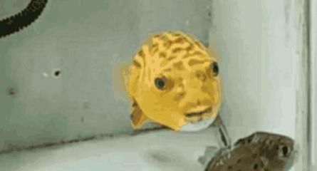 龍魚增色飼料有沒效果：深圳市寸金觀賞魚飼料有限公司&nbsp寸金大龍熱帶魚龍魚增色飼料