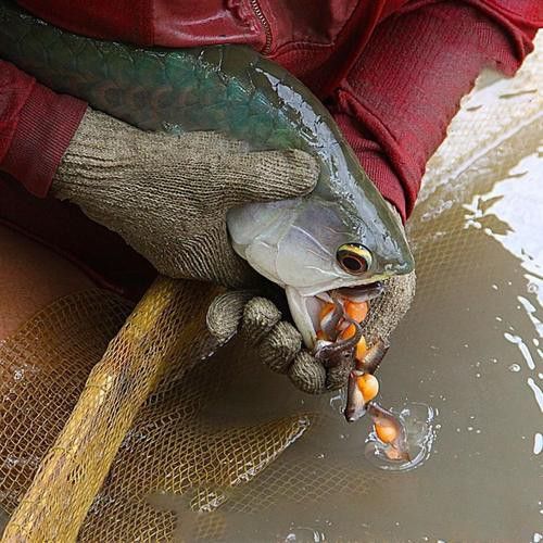 紅龍魚魚苗價格及圖片欣賞