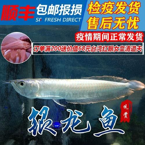 紅龍魚魚苗價格及圖片欣賞