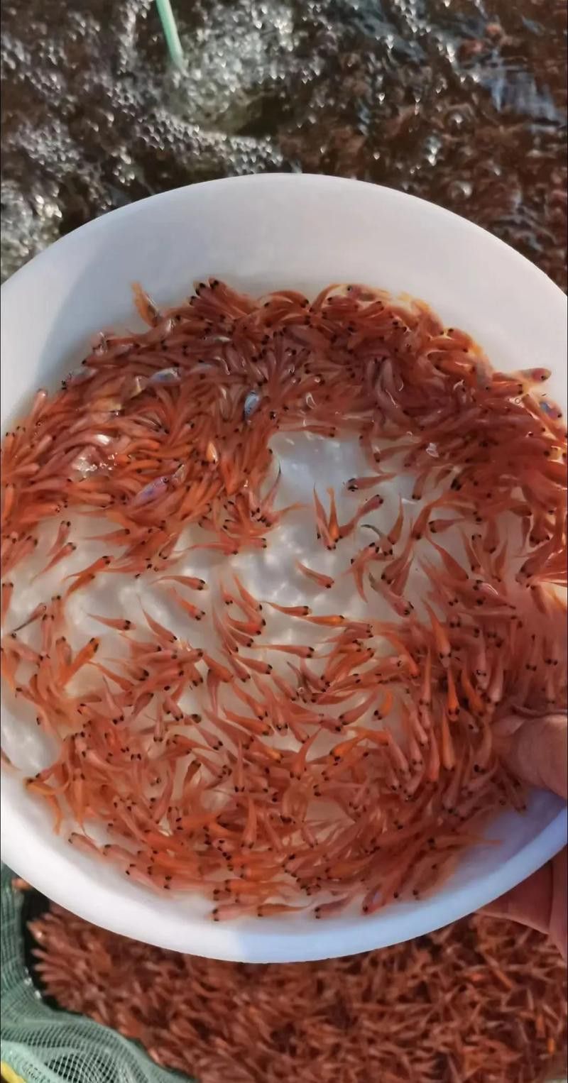 紅龍魚魚苗價格及圖片欣賞