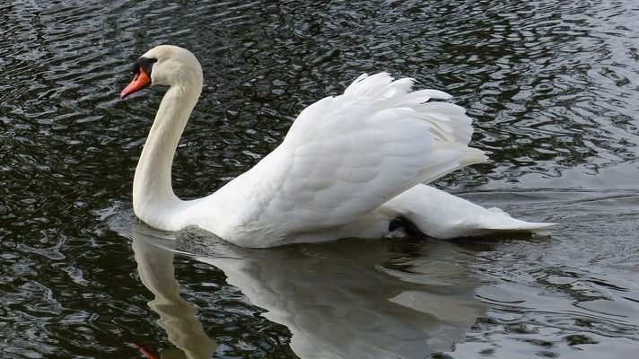 白子紅龍魚(yú)（關(guān)于白子紅龍魚(yú)的一些詳細(xì)信息）