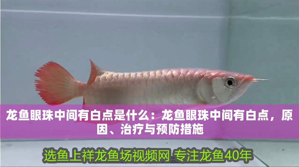 龍魚眼珠中間有白點是什么：龍魚眼珠中間有白點，原因、治療與預防措施