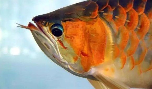 歐盟對紅龍魚有哪些具體規(guī)定？