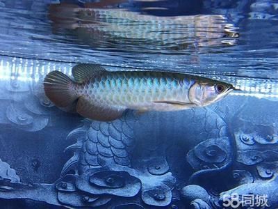 龍魚會所的主營業務是觀賞魚和龍魚缸的設計制作經驗：關于龍魚會所的一些信息