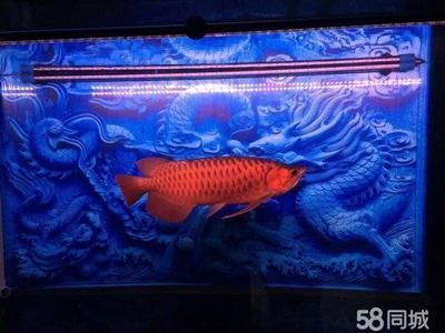 龍魚會所的主營業務是觀賞魚和龍魚缸的設計制作經驗：關于龍魚會所的一些信息